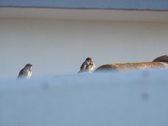 Passer domesticus