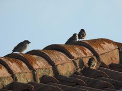 Passer domesticus
