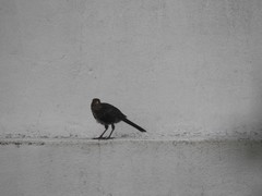 Turdus merula