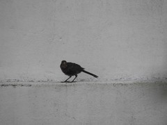 Turdus merula