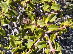 Ceanothus jepsonii