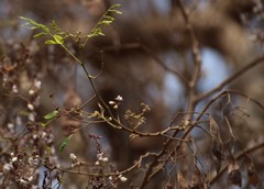 Dalbergia lanceolaria