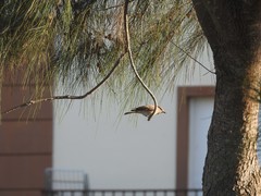 Muscicapa striata