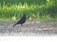 Turdus merula