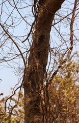 Dalbergia lanceolaria