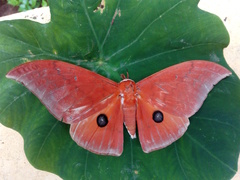 Pseudobunaea illustris