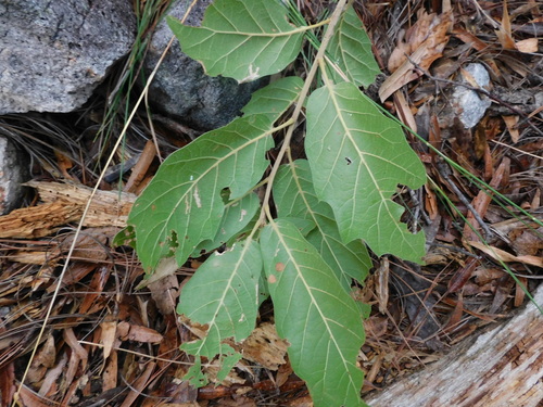 Quercus aerea