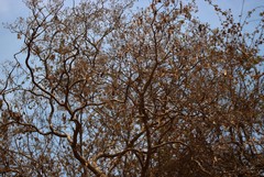 Dalbergia lanceolaria