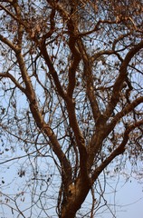 Dalbergia lanceolaria