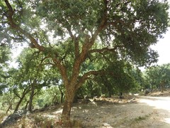 Quercus suber
