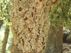 Quercus suber