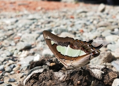 Polyura