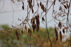 Dalbergia lanceolaria