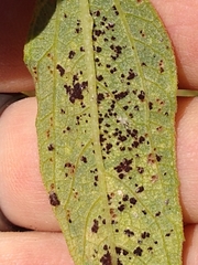 Puccinia helianthi