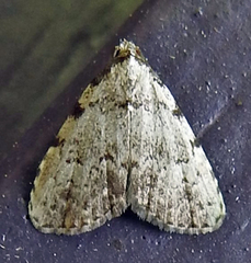 Dyspyralis puncticosta