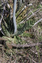 Gasteria bicolor