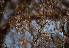 Dalbergia lanceolaria