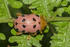 Podontia quatuordecimpunctata