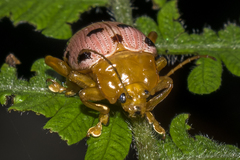 Podontia quatuordecimpunctata