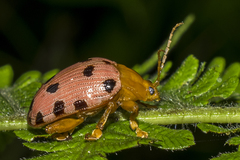 Podontia quatuordecimpunctata