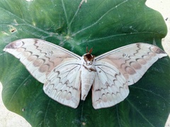 Pseudobunaea illustris