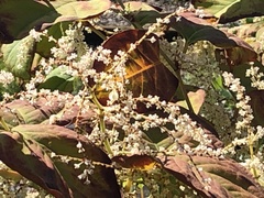 Reynoutria japonica