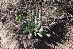 Euphorbia inermis