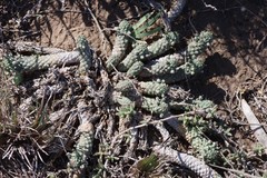 Euphorbia inermis