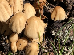 Coprinellus