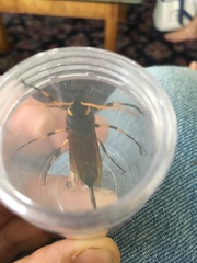 Urocerus californicus