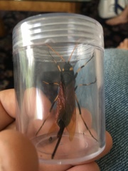 Urocerus californicus