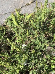 Ambrosia artemisiifolia