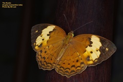 Cupha erymanthis lotis