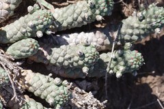 Euphorbia inermis