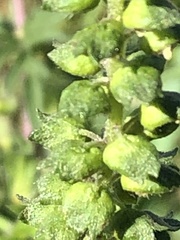 Ambrosia artemisiifolia