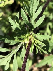 Ambrosia artemisiifolia