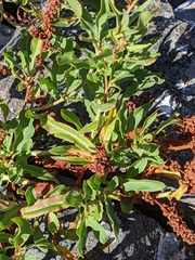 Rumex transitorius
