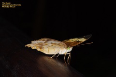 Cupha erymanthis lotis