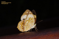 Cupha erymanthis lotis