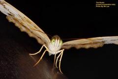 Cupha erymanthis lotis