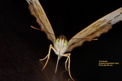 Cupha erymanthis lotis