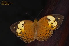 Cupha erymanthis lotis