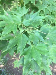 Acer pictum