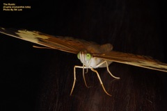 Cupha erymanthis lotis