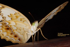 Cupha erymanthis lotis