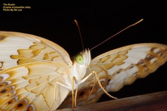 Cupha erymanthis lotis