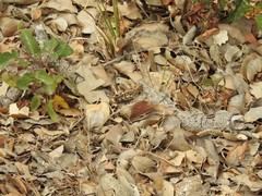 Calliptamus barbarus