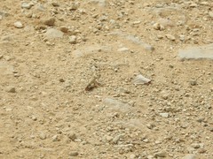 Calliptamus barbarus