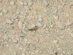 Calliptamus barbarus