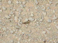 Calliptamus barbarus